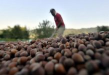 İşte, 2021 bütçesinde tarım sigortasına ayrılan pay