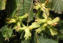 Fındık üreticisine sigorta uyarısı