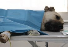 22 bin 500 liralık tedavi masrafını sigorta karşıladı