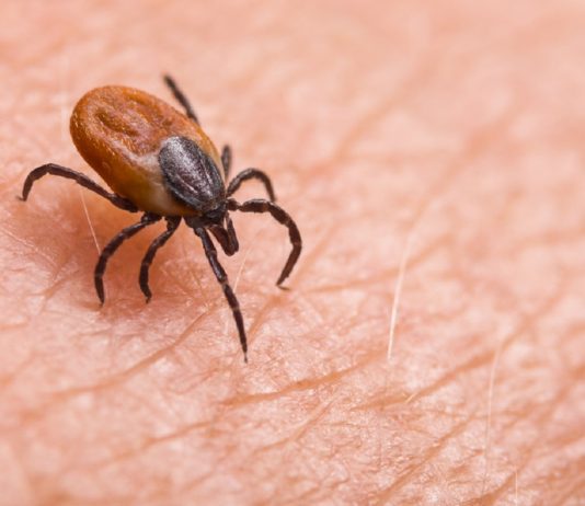 Kene vakaları arttı, bunlara dikkat!