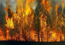 Orman yangınları sigortacıların da kabusu