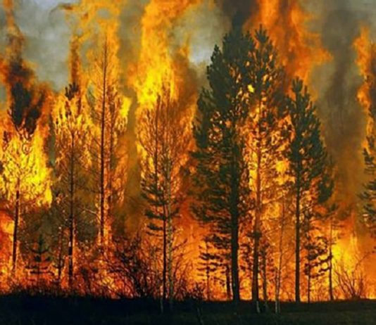 Orman yangınları sigortacıların da kabusu