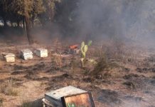 11 bin kovan yandı 3,5 milyon arı tehlikede