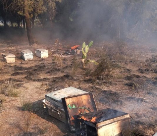 11 bin kovan yandı 3,5 milyon arı tehlikede