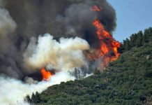 Orman yangınları sigorta kapsamında mı?