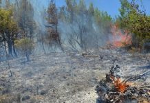 Coface: Orman yangınlarının olumsuz etkisi görülecek