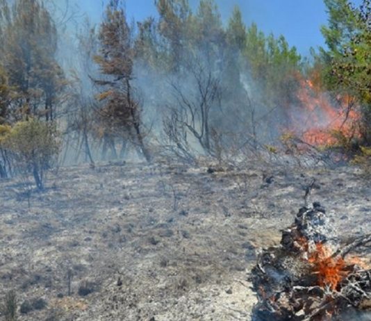 Coface: Orman yangınlarının olumsuz etkisi görülecek