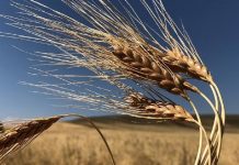 Tarımda gelir koruma sigortasının şartları belli oldu