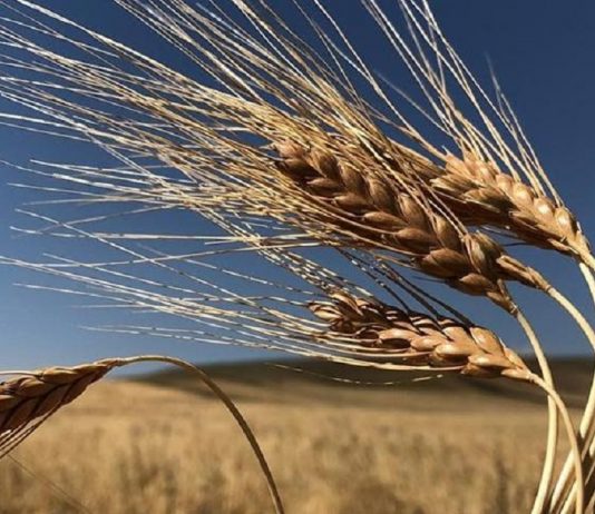 Tarımda gelir koruma sigortası Konya’da başladı