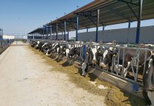 TARSİM sel hasarı için 823 bin TL ödedi