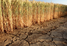 TARSİM, 366 milyon TL kuraklık hasarı ödedi