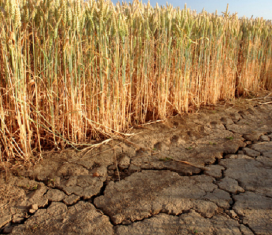 TARSİM, 366 milyon TL kuraklık hasarı ödedi