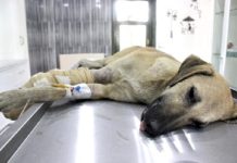 Veterinerler trafik sigortasından şikayetçi