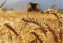 Prim desteği yüzde 60 olarak açıklandı