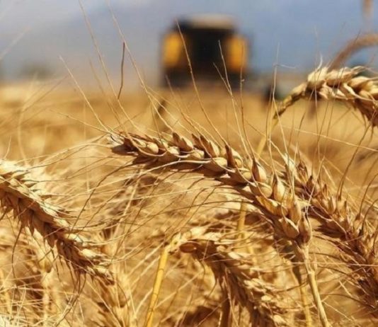 Prim desteği yüzde 60 olarak açıklandı
