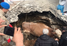 TARSİM, depremde, 27.4 milyon TL hasar ödeyecek