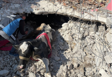 Deprem bölgesinde 640 bin hayvan zarar gördü