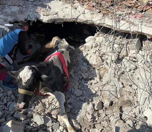 Deprem bölgesinde 640 bin hayvan zarar gördü
