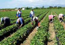 Devletin, TARSİM’e hasar desteği belli oldu
