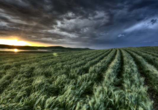 Aşırı hava olayları gıdayı vurdu, 5 ürün etkilendi