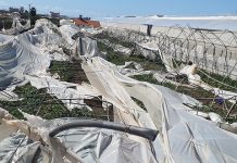 TARSİM, serası zarar gören üreticilere 39 milyon TL ödedi