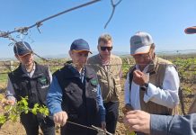 TARSİM Manisa’da ‘Zirai Don’un etkilerini inceledi