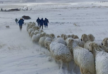 Hayvanlar donarak ayakta öldü devreye TARSİM girdi
