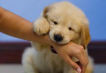 Köpek ısırığı vakalarının sigortaya maliyeti 1,1 milyar dolar