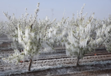 Nisandaki zirai donda TARSİM’in ödeyeceği hasar belli oldu: 21,6 milyar TL