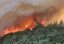 Orman yangınları sigorta kapsamında mı?