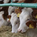 TARSİM’den, üreticiye 6.3 milyar TL tazminat