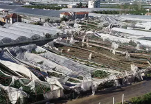 Antalya’daki sera zararında TARSİM’e 1750 hasar ihbarı