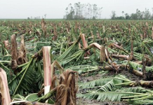 FAO açıkladı: Afetler 3.26 trilyon dolar tarımsal kayıp yarattı