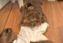 Bu da ayı kostümlü sigorta dolandırıcılığı. İşte detaylar