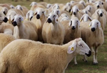 TARSİM, 150 bin hayvanı primsiz sigortalayacak